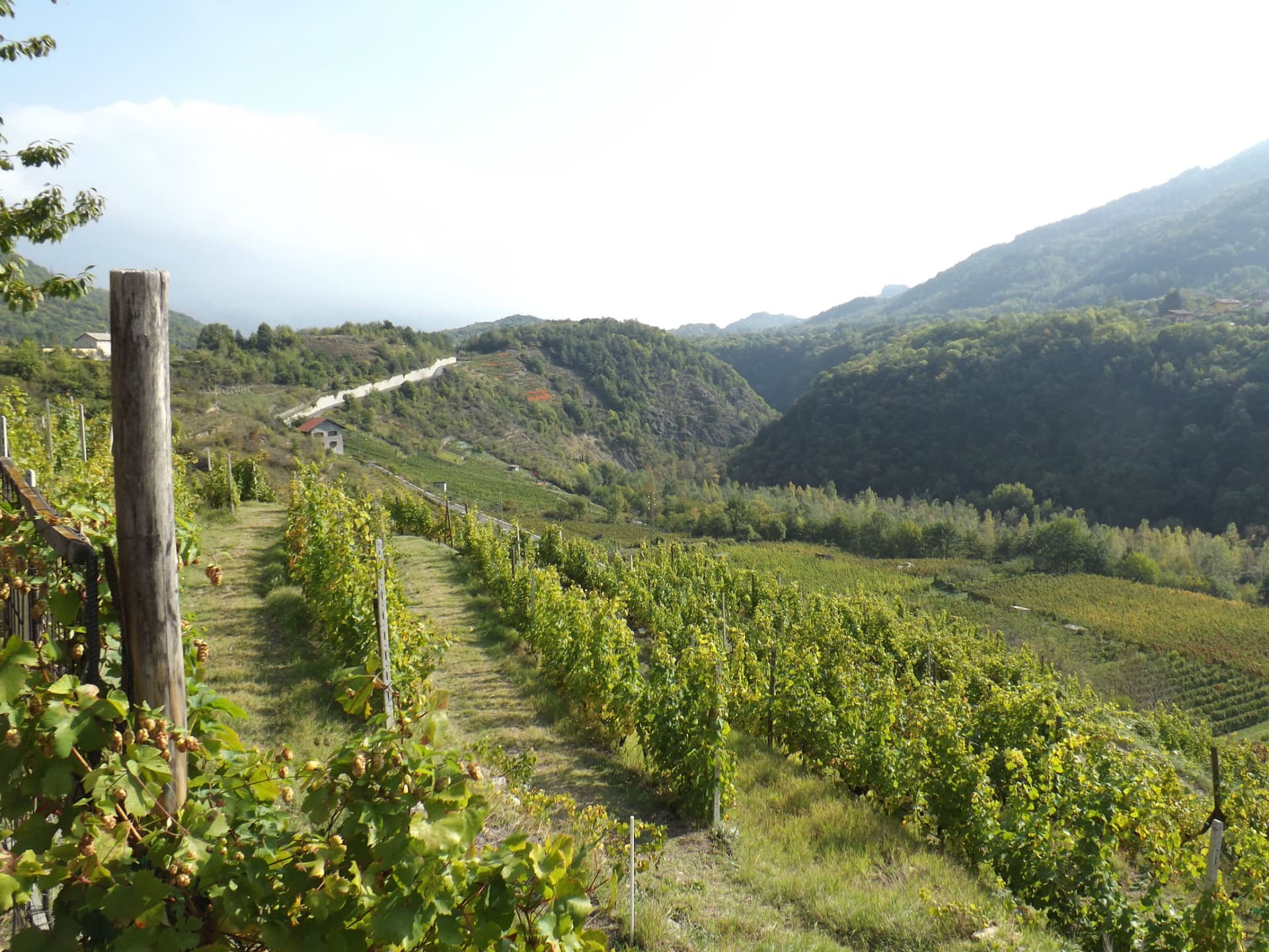 La vendemmia ai tempi delle ordinanze